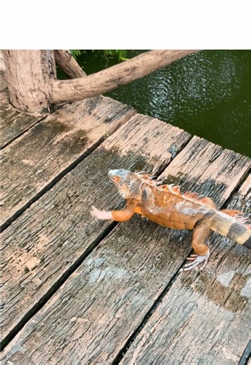 Siam Cat Tour บน TikTok