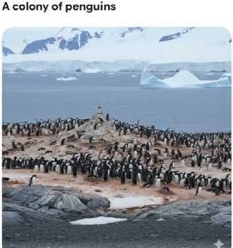 Do you know what my group is called? #CollectiveNouns #Birds #Language #Nature #Education #Wildlife