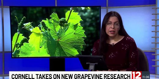 Cornell researchers to explore grapevine behavior in changing environments