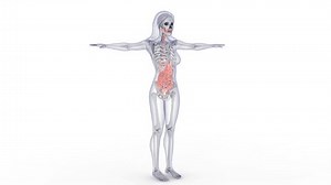 Female Digestive System Anatomy Medical 3d Stock Footage Video (100% Royalty-free) 3393971501 | Shutterstock