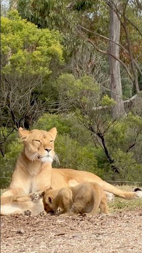 Sweet Family Moments: Lion Cubs Playing with Their Mother