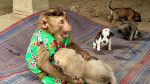 Soo loves all his newborn puppies and wants to play with newborn puppies | Monkey Soo