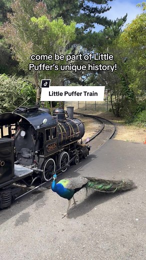 All aboard the Little Puffer Train 🚂 #sfzoo #sanfrancisco #train