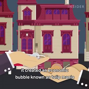 29K views · 482 reactions | The Netherlands is famous for the tulip, do you know why. Let's watch this video then learn more Why The Netherlands Is The Tulip Capital Of The World. Video by Travel Insider #netherlands #holland #tulip | Dutch Memories | Facebook