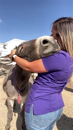 Sunshine and donkey smiles ☀️🫏 #HappyVibes #FarmFriend #DonkeyLove #AdorableMoments #CountryDays #AnimalJoy #SweetDonkey #CutenessOverload #NatureLover #PureHeart | Donkey Whisperer