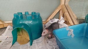 19K views · 740 reactions | Opossums have prehensile tails that they...