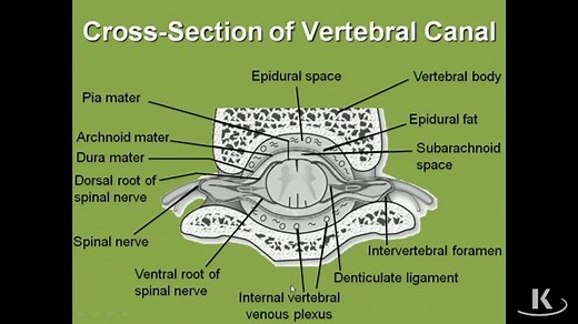 【USMLE step1】【Kaplan medical】【Gross Anatomy】
