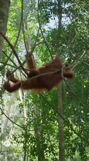 Orangutan Bloopers: Jungle Fails & Funny Moments 🦧😂