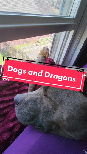 A Safe Space for Dogs and Bearded Dragons