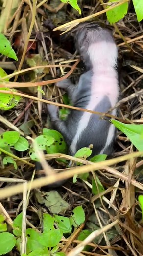 Skunk rescue🦨 #riverbanditwildliferescue #wildliferescue #skunks #thejourney