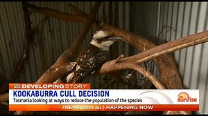 248K views · 2.5K reactions | Tasmania is considering culling one of Australia's most iconic birds due to overpopulation. The species is considered a pest by many locals with the birds killing and displacing smaller native birds, including endangered species. www.7NEWS.com.au #7NEWS | 7NEWS Sydney | Facebook
