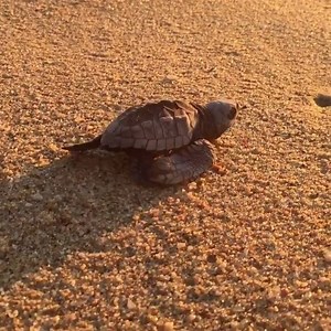 Have you lived this experience in #LosCabos? video by steverino_silberdoodle | Los Cabos Tourism