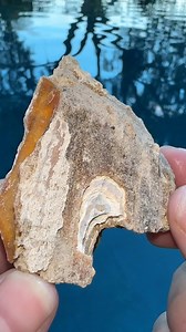 Amazing Coral Geode cut open… what’s inside? 🪸 #crystals #rocks #geology #minerals #fossils #crystal #geode | CoralGeodes