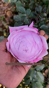 1.1K views · 28 reactions | “Gentle Hermione Rose – A Bloom of Elegance! ✨Experience the beauty of Gentle Hermione Rose, with its soft pink petals and enchanting fragrance. A must-have for every rose lover! ”#GentleHermioneRose #RoseLovers #GardenBeauty #FlowerReview #PlantTok #FYP #EnglishRoses #GardenGoals #BloomingFlowers #FragrantRoses #TikTokGardening | Dogar Online Nursary and Kitchen Gardening Shop | Facebook