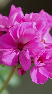 Use this technique to properly deadhead geraniums to keep them clean and healthy all season. Like & Follow. Full video on geranium care is in the comments. | Sharkey's Greenhouses