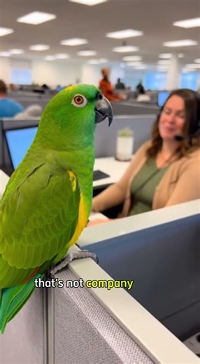 Parrot Annual Review — Boss Can’t Stop Laughing 😆 #Shorts
