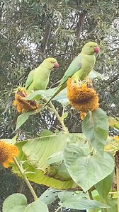 6K views · 128 reactions | These parakeets come yearly to my garden to eat the seeds of my beautiful sunflowers. I love to see them around but it’s a pity my flowers are devastated. That’s disappointing being a garden lover. #parakeets #beautifulbirds #ViewMyReels #highlightseveryone #viewers #everyone #highlights #viewers #goodvibes #sunflowers #FBFRIENDS #gardenlover | Beatriz van Winden-Guzman | Facebook