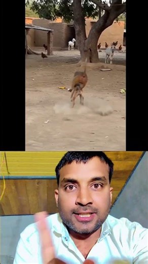 Monkey vs Dog Funny Fight 😂 | Bandar ne banaya kutte ko football! 🐒🐕 #shorts
