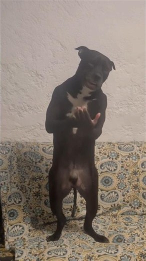 IF U GRAB ME IM A BITE U #funny #dog #ai