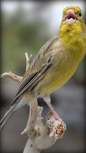 Wild Serenades: The Enchanting Songs of Canaries in Nature