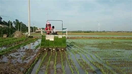For High Productivity Engine Rice Planting Machine New Self-propelled 6 Rows Wholesale Price Mini Paddy Planter Riding Type