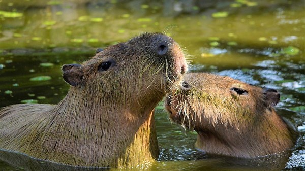 The Secret Lives of Capybaras in Argentina’s Wetlands