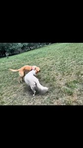 There can be 100 balls in a box and there is the one everybody wants. Play time takes all shapes and sizes during our dog day our adventures! | Paws And Whiskers Pet Care Services | Facebook