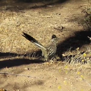Off - roadrunner. | Spring Mountain Ranch State Park