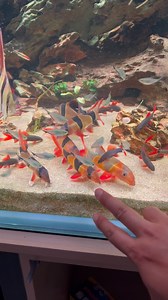 88K views · 5.4K reactions | Feeding at the Peak  look at the school of clown loaches! 朗 a bit skinny atm, gonna fatten them up by some power feeding 酪 @skylightaquarium ‘s Hyperspots  delivering all that shimmering and brilliant spectrum of color! Thanks to @shorelineaquatics for the beautiful captive bred Altums angels! | TMK Aquarist | Facebook