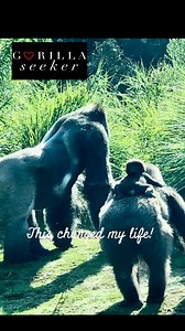 I just might cry. Meeting the gorilla troop at my hometown zoo has changed my life. 💕 They are so well cared for. #AnimalWelfare #AnimalCare #RiverbanksZoo# #animallover | GorillaSeeker Karen Tingen