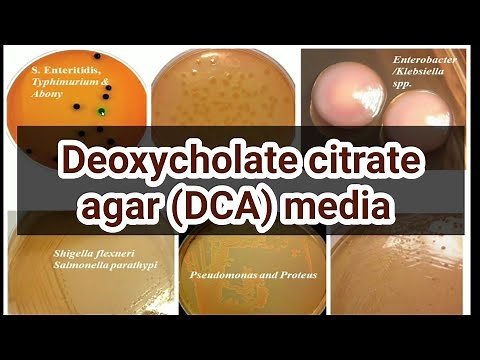 Deoxycholate Citrate agar (DCA) media: culture media lecture 33