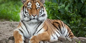 This Tiger Quiz Will Have You Roaring!