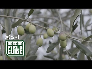 Oregon Olives | Oregon Field Guide
