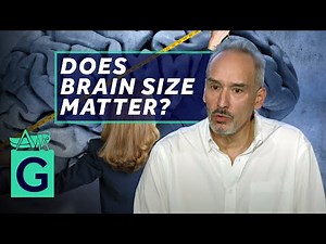 Does having a big brain make you smarter? - Alain Goriely