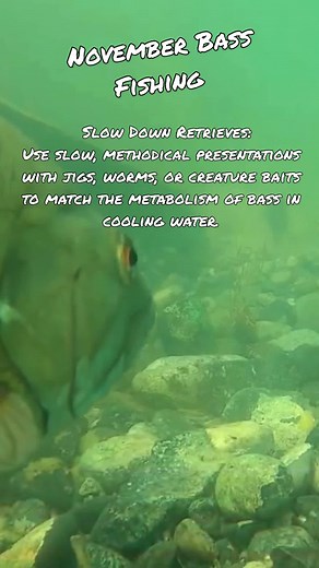 November Bass Fishing Tips for Slower Days