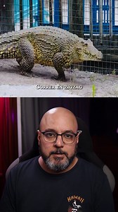 4M views · 71K reactions | Como escapar de un cocodrilo | Top Mystery Stories | Facebook