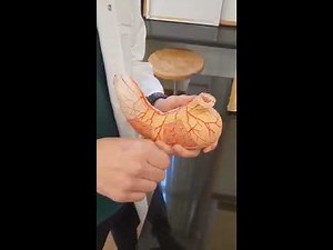 3. Stomach - GIT Practical Anatomy