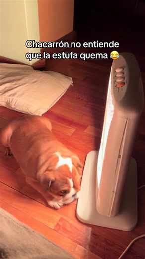 3.7K views · 27 reactions | chacarron el perrito mas lindo | Santy Paez. | Facebook