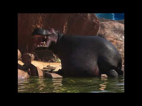Hippopotamus's belly 2 - Belly loop animation