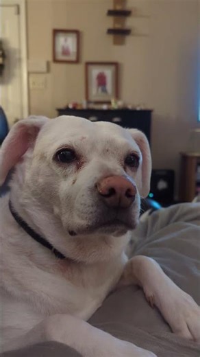 The Guilded Age w/My Pups