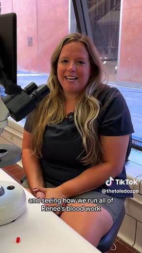 Go behind-the-scenes with the Toledo Zoo elephant team as they provide top-notch care to pregnant elephant Renee, drawing blood and running tests in the lab. 🏥🔬🐘 #toledozoo #toledoohio #elephanttok #elephant #elephants #babyelephant #elephants #elephantlover #elephantsoftiktok #zoovet #zoo #zookeeper
