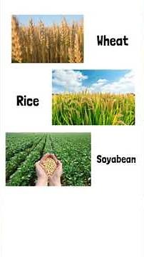 C3 and C4 Plants l Class 11th Biology