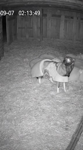 late-night security camera inside a livestock barn captured a moment straight out of a cartoon, after a coyote wandered in expecting an easy meal — only to discover that one of the “sheep” wasn’t a sheep at all. The black-and-white footage shows several sheep bundled together under thick blankets. A coyote quietly slips through the barn door, moving slowly toward what it assumes is a vulnerable animal lying apart from the flock. But as it inches closer, the figure under the blanket suddenly lift