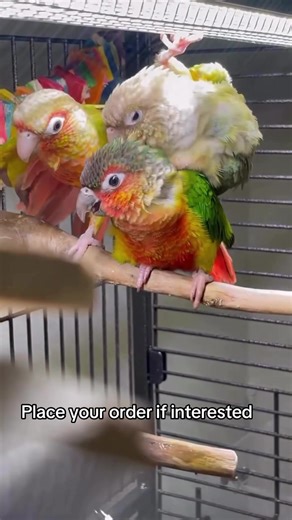 Discover the Joy of Parrot Life: Conure Moments