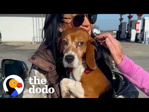 Beagle Rescued From Lab Barks For The First Time | The Dodo