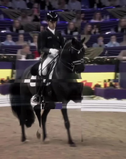 Exploring Equestrian Dressage Techniques