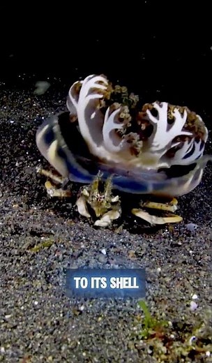 Decorator crab master of underwater camouflage ✨#diving#science