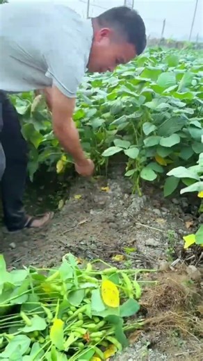 Manual soybean harvesting techniques #farming #shorts
