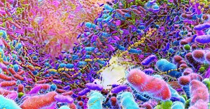 Les 5 microbiotes du corps humain que vous devez absolument connaître !