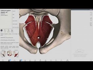 Pelvic floor | Diaphragm | Muscles | Anatomy